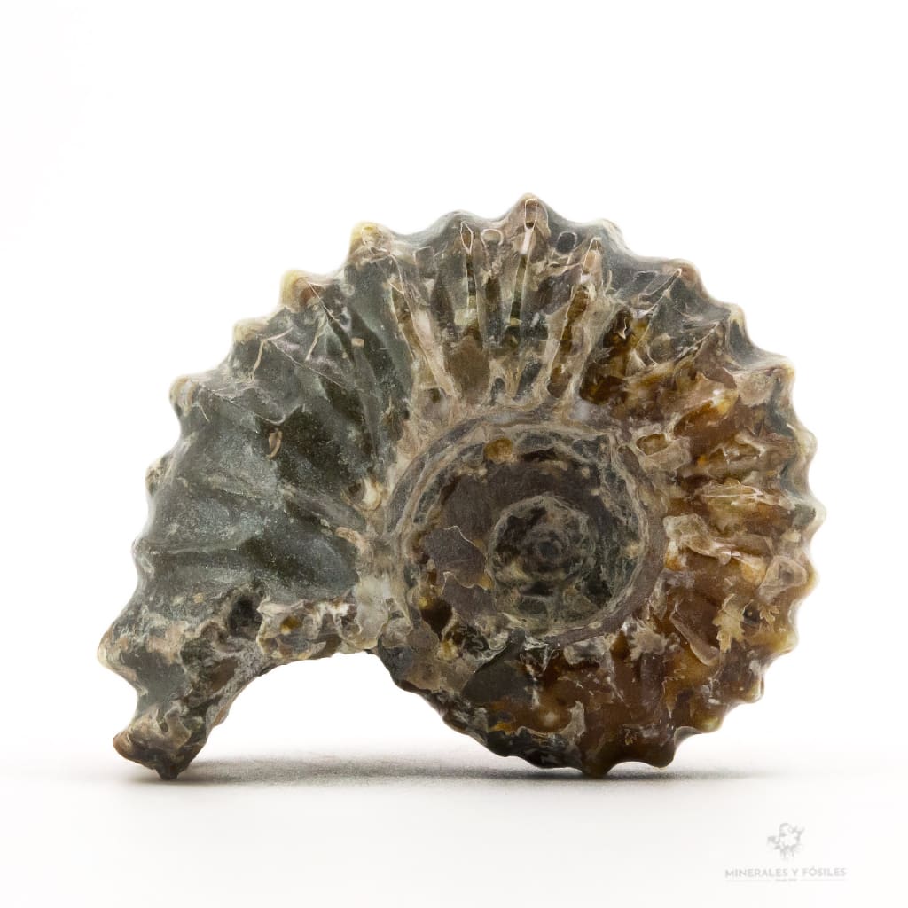 AMMONITES DOUVILLEICERAS MAMILLATUS PULIDO