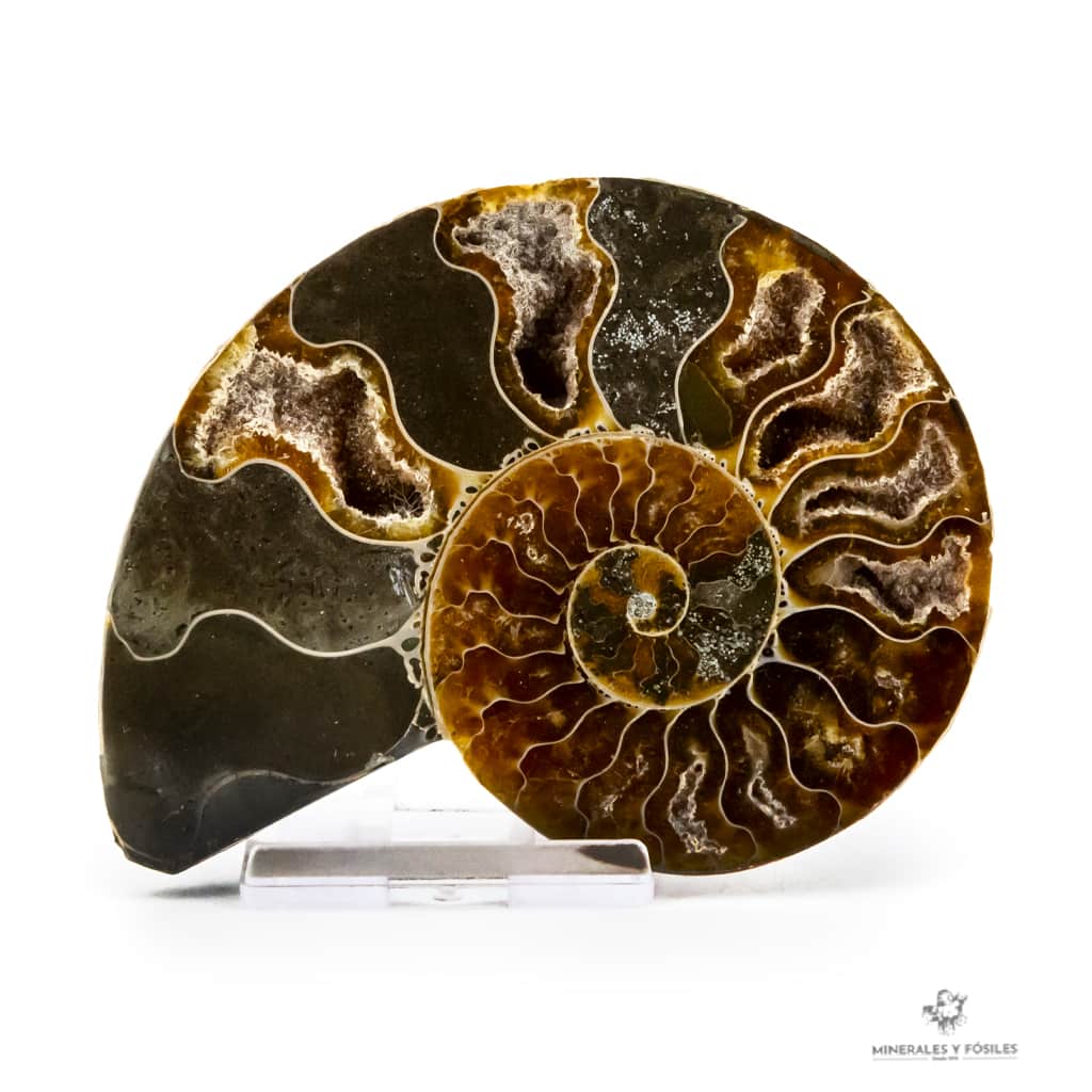 AMMONITES CLEONICERAS NACARADO CORTADO MEDIANO