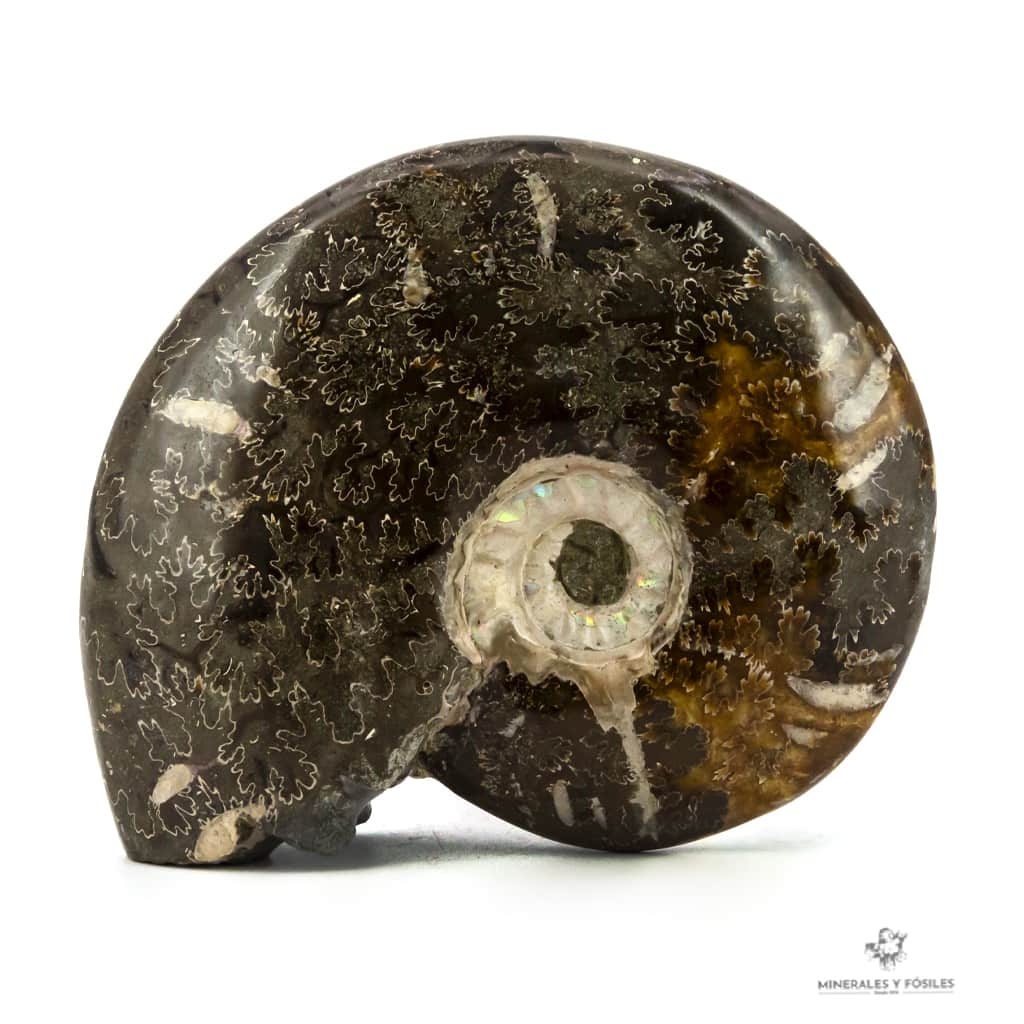 AMMONITES PHYLLOCERAS