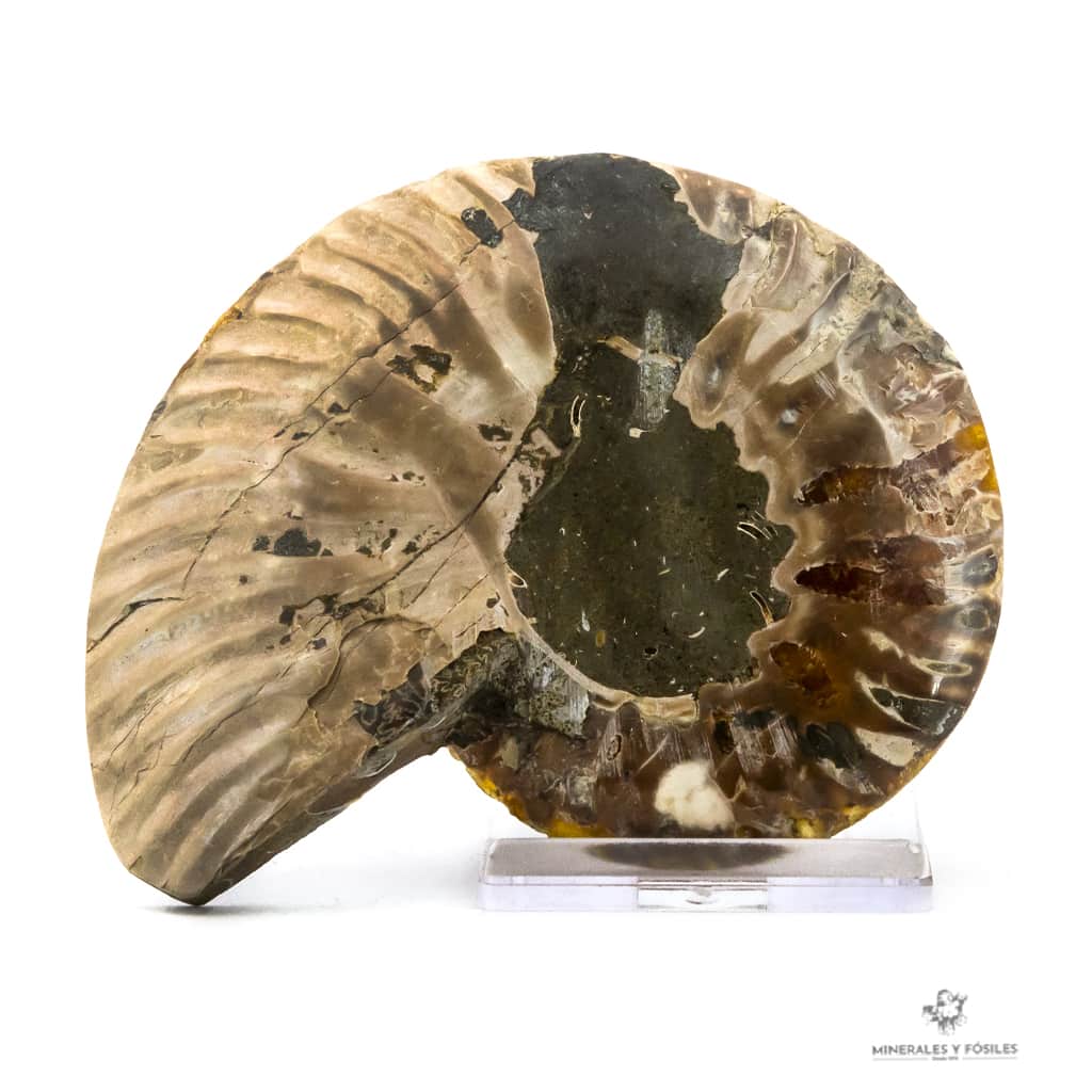 AMMONITES CLEONICERAS NACARADO CORTADO MEDIANO
