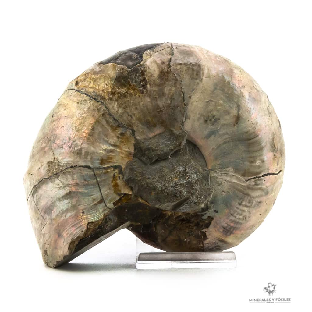 Ammonites desmoceras opalizado