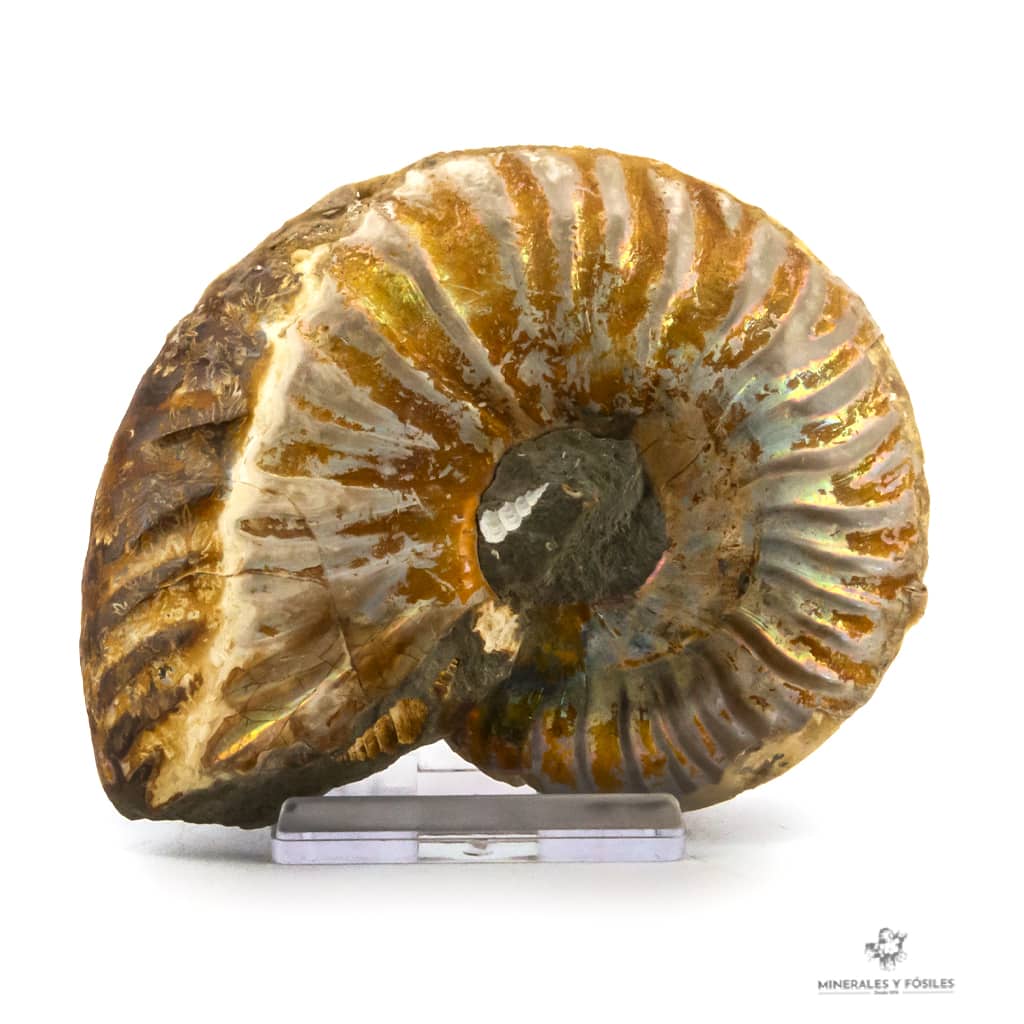 AMMONITES CLEONICERAS OPALIZADO CORTADO 2 PARTES PEQUEÑO madagascar