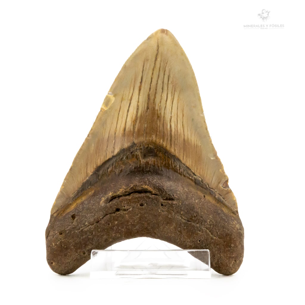 DIENTE DE CARCHARODON MEGALODON CAROLINA DEL SUR