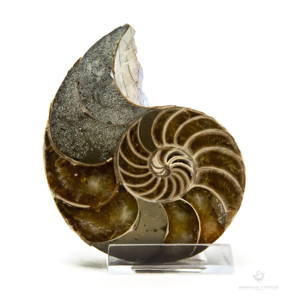 NAUTILUS FÓSIL CORTADO