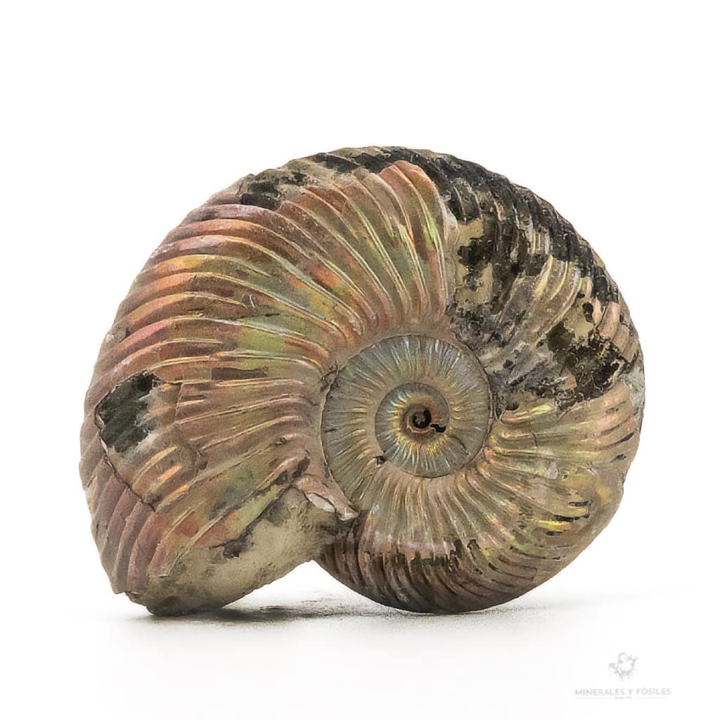 AMMONITES QUEENSTEDTOCERAS PIRITIZADO