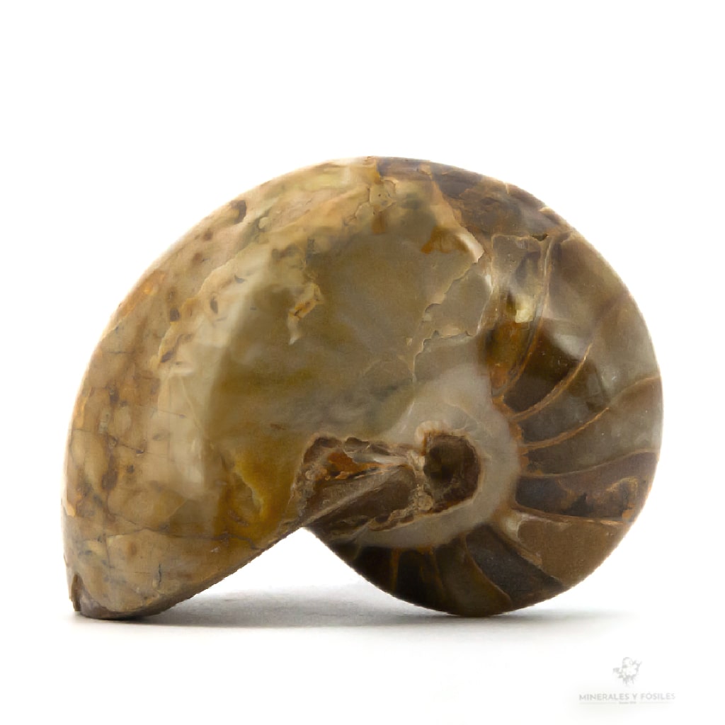 NAUTILUS FÓSIL