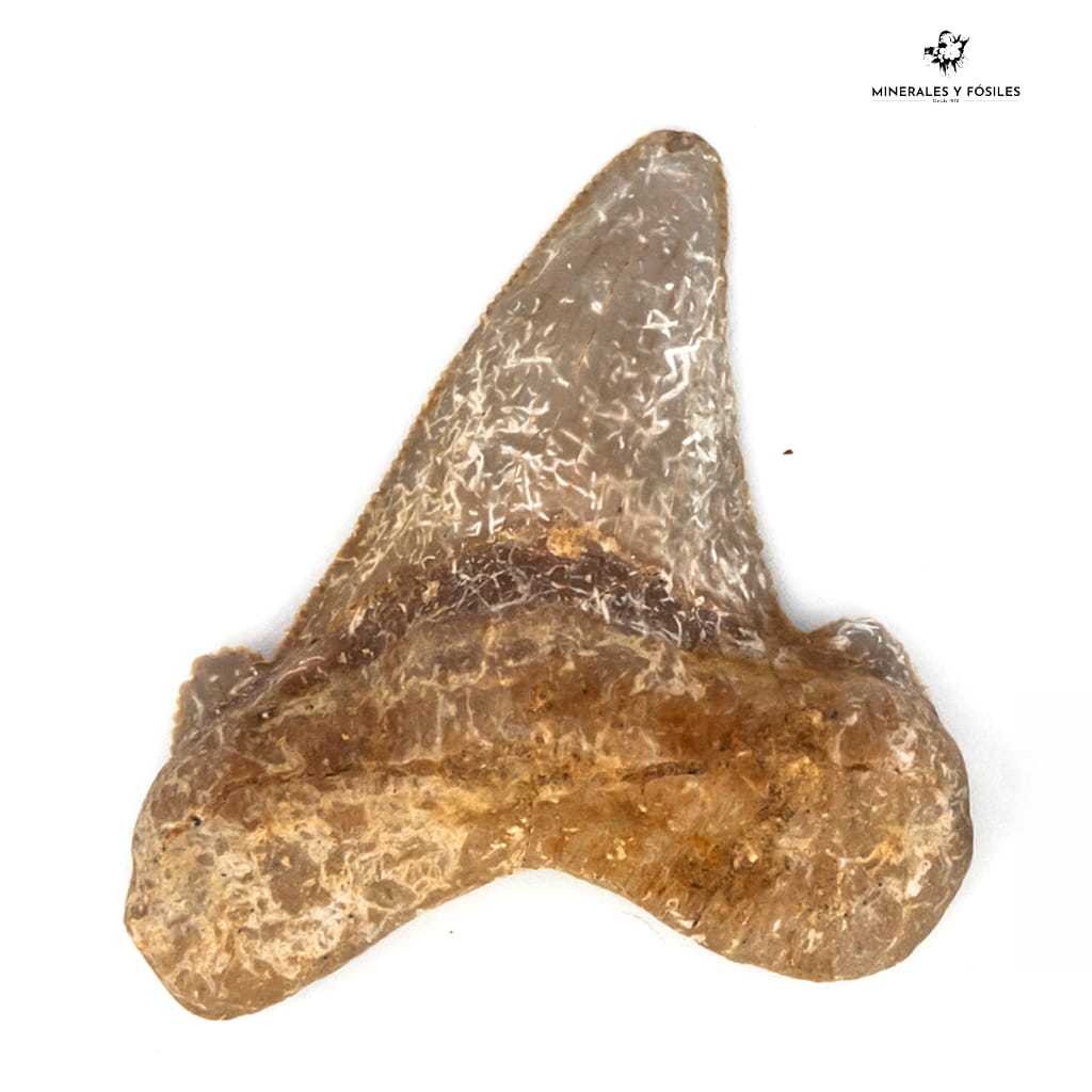 DIENTE DE OTODUS SOKOLOVI