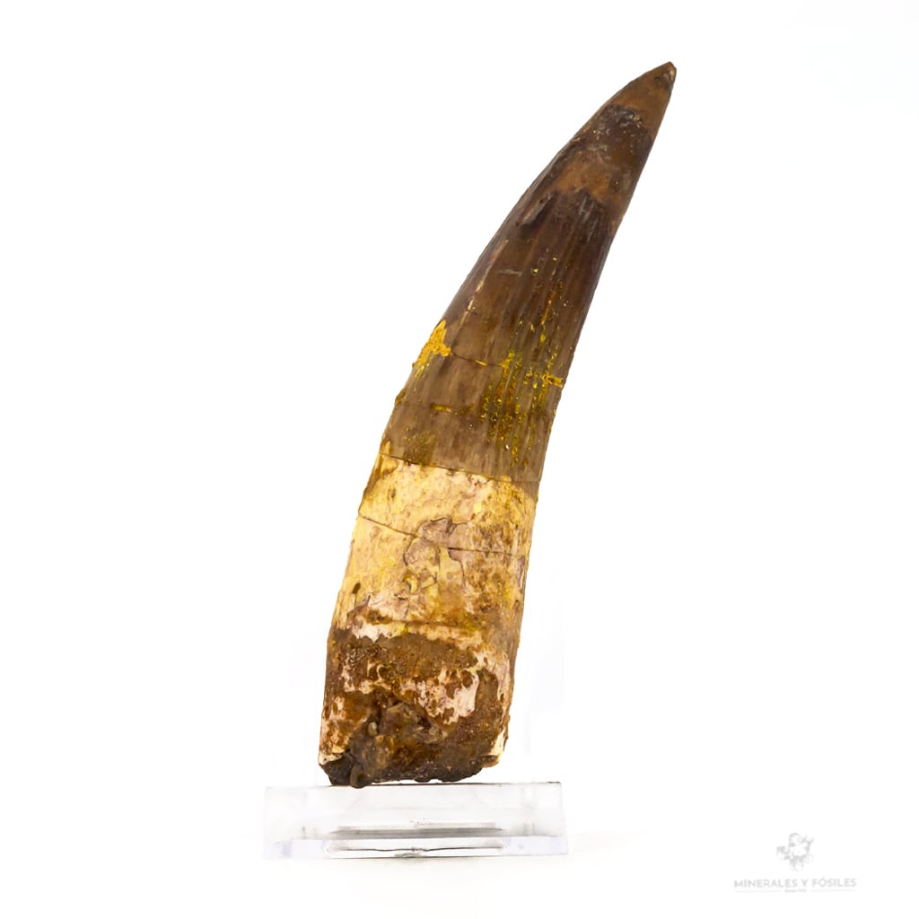 DIENTE DE SPINOSAURUS AEGYPTIACUS DINOSAURIO