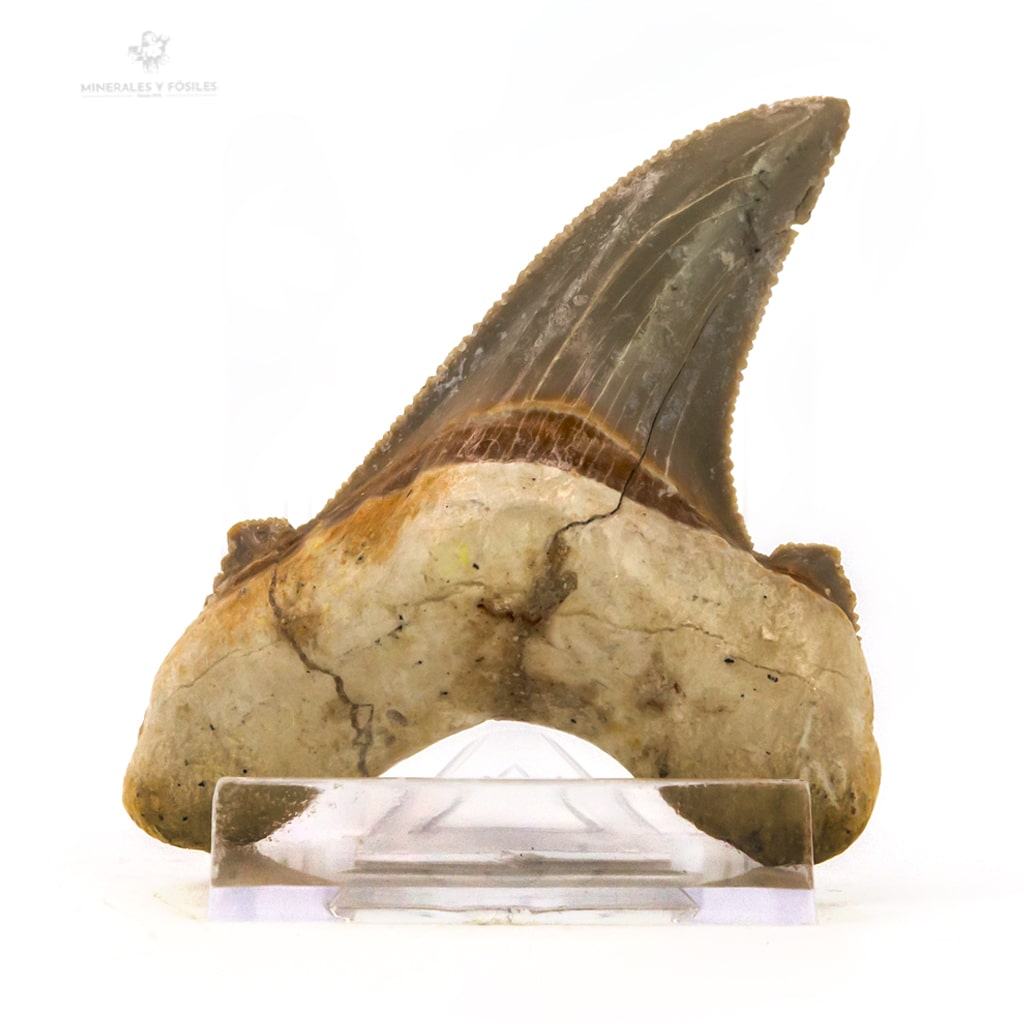 Carcharocles angustidens