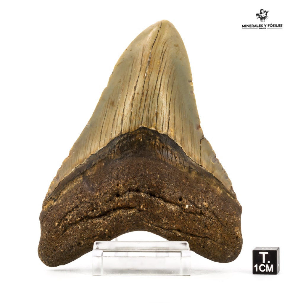 DIENTE DE CARCHARODON MEGALODON