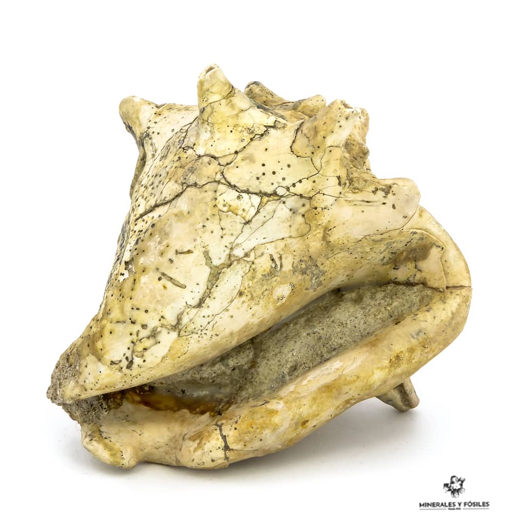 STROMBUS CORONATUS FÓSIL trasero