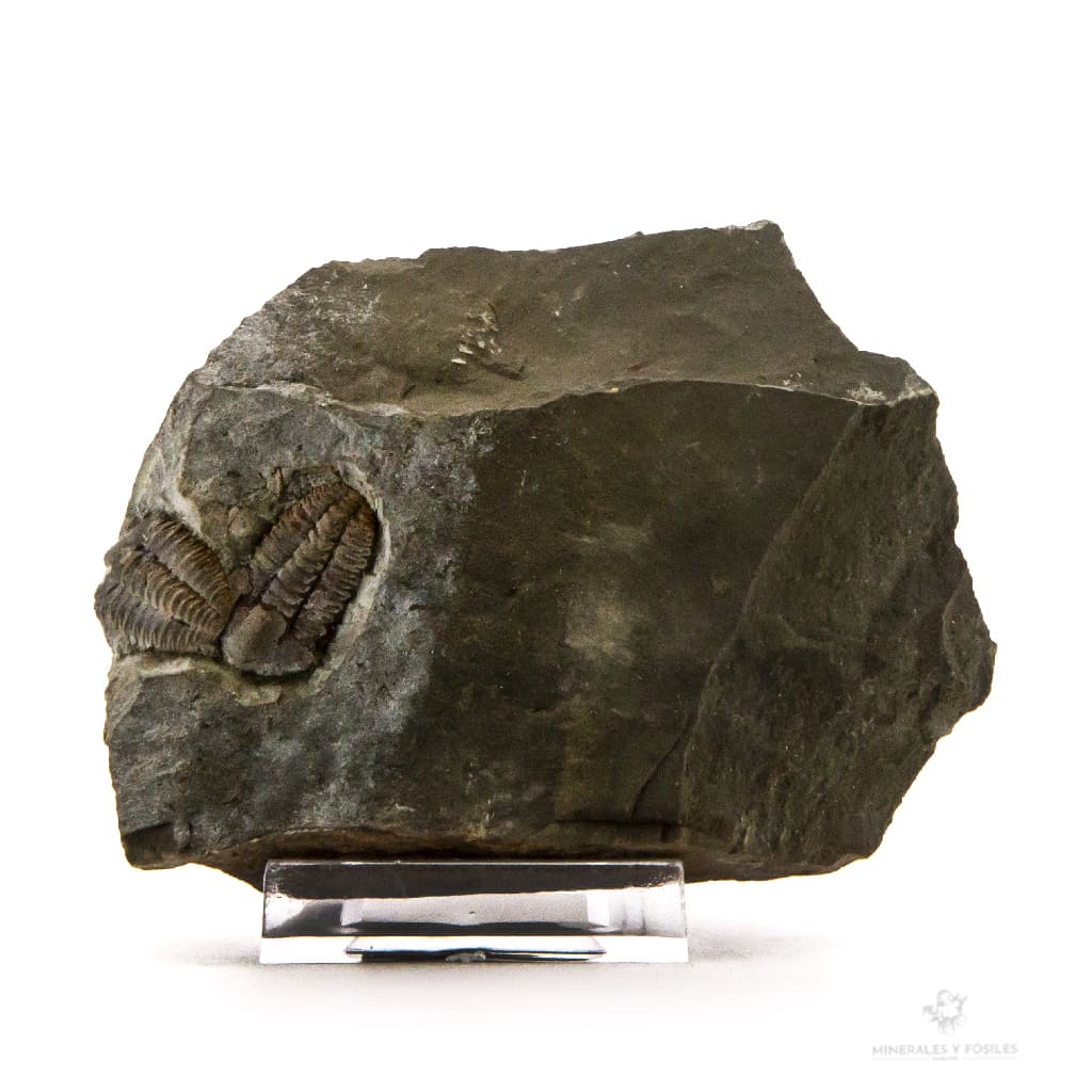 PAREJA DE TRILOBITES ELIPSOCEPHALUS HOFFI
