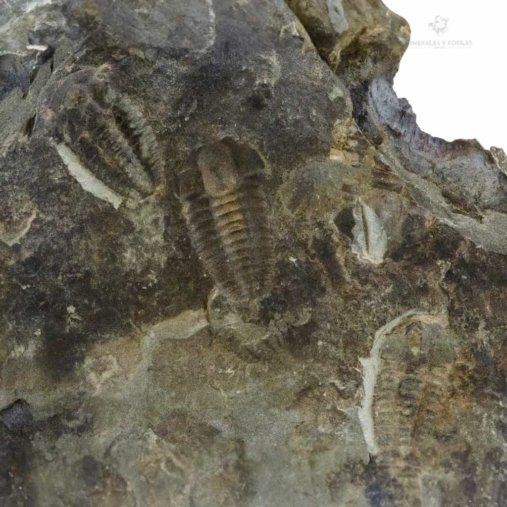 TRILOBITES ELIPSOCEPHALUS HOFFI