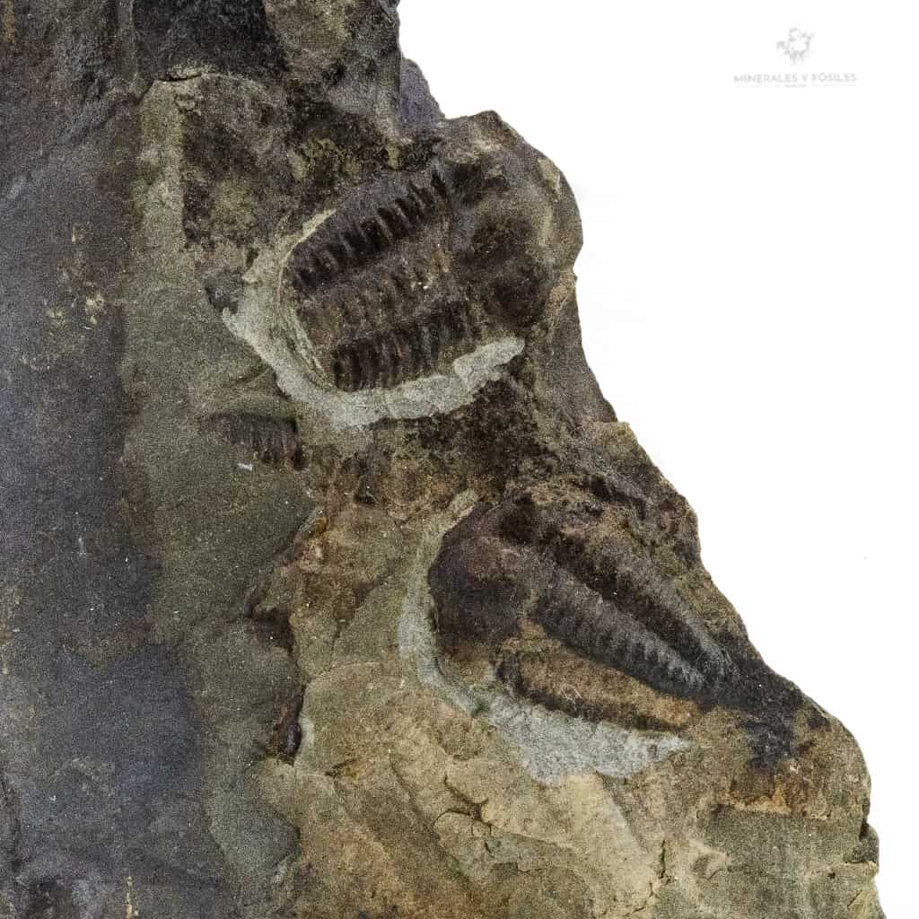 TRILOBITES ELIPSOCEPHALUS HOFFI detalle