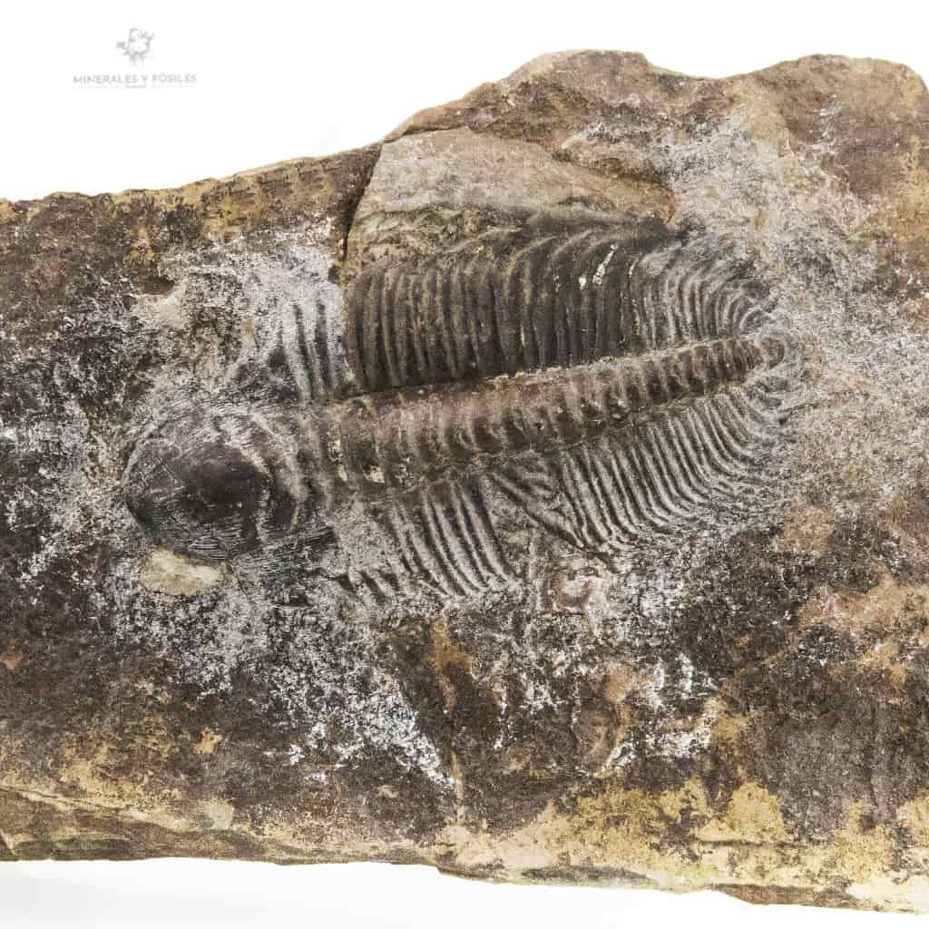 TRILOBITES PARADOXIDES GRACILIS republica checa