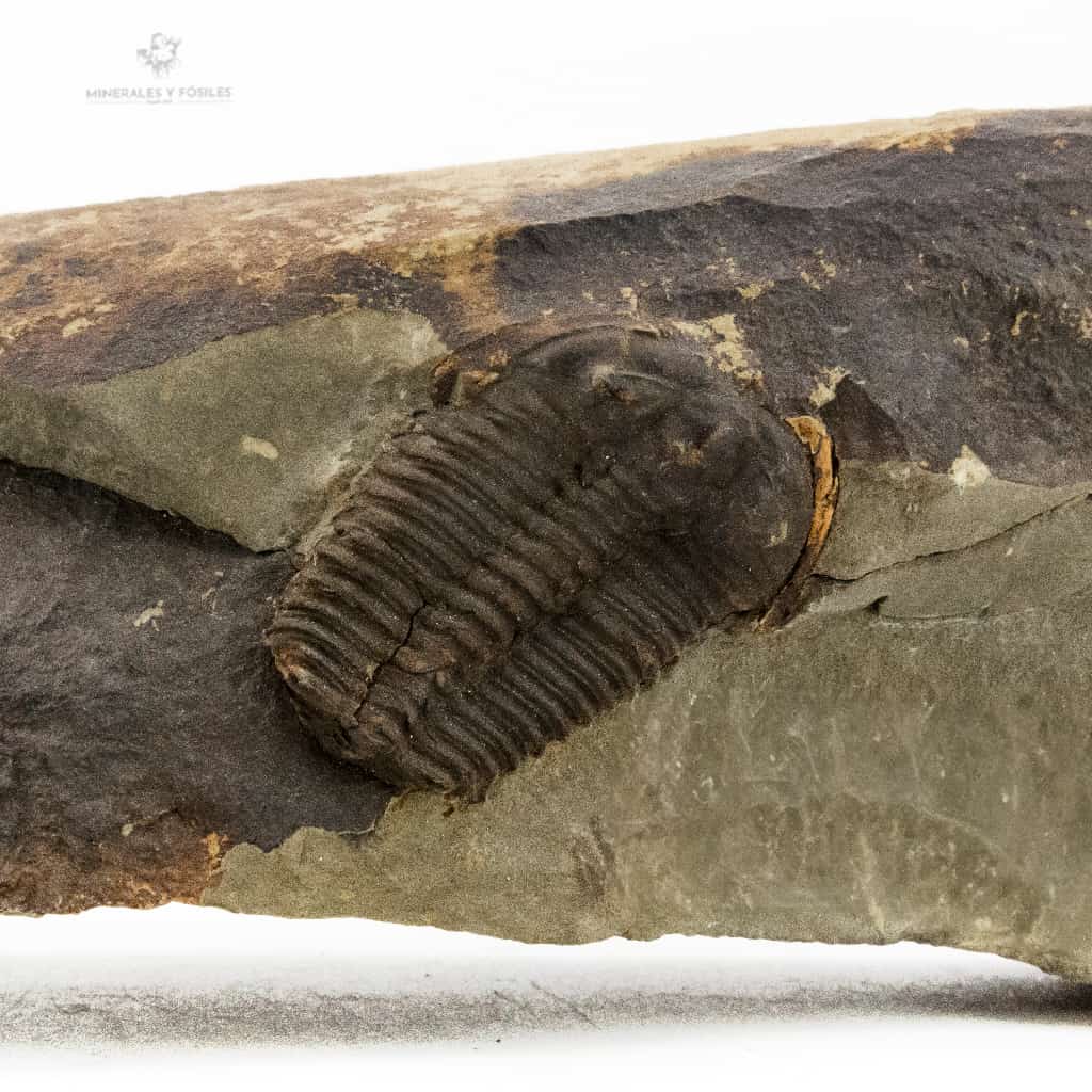 TRILOBITES PTYCHOPARIA STRIATA Fosil