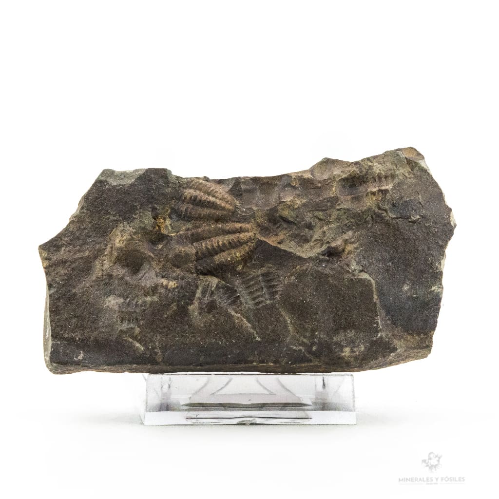TRILOBITES ELLIPSOCEPHALUS HOFFI MATRIZ