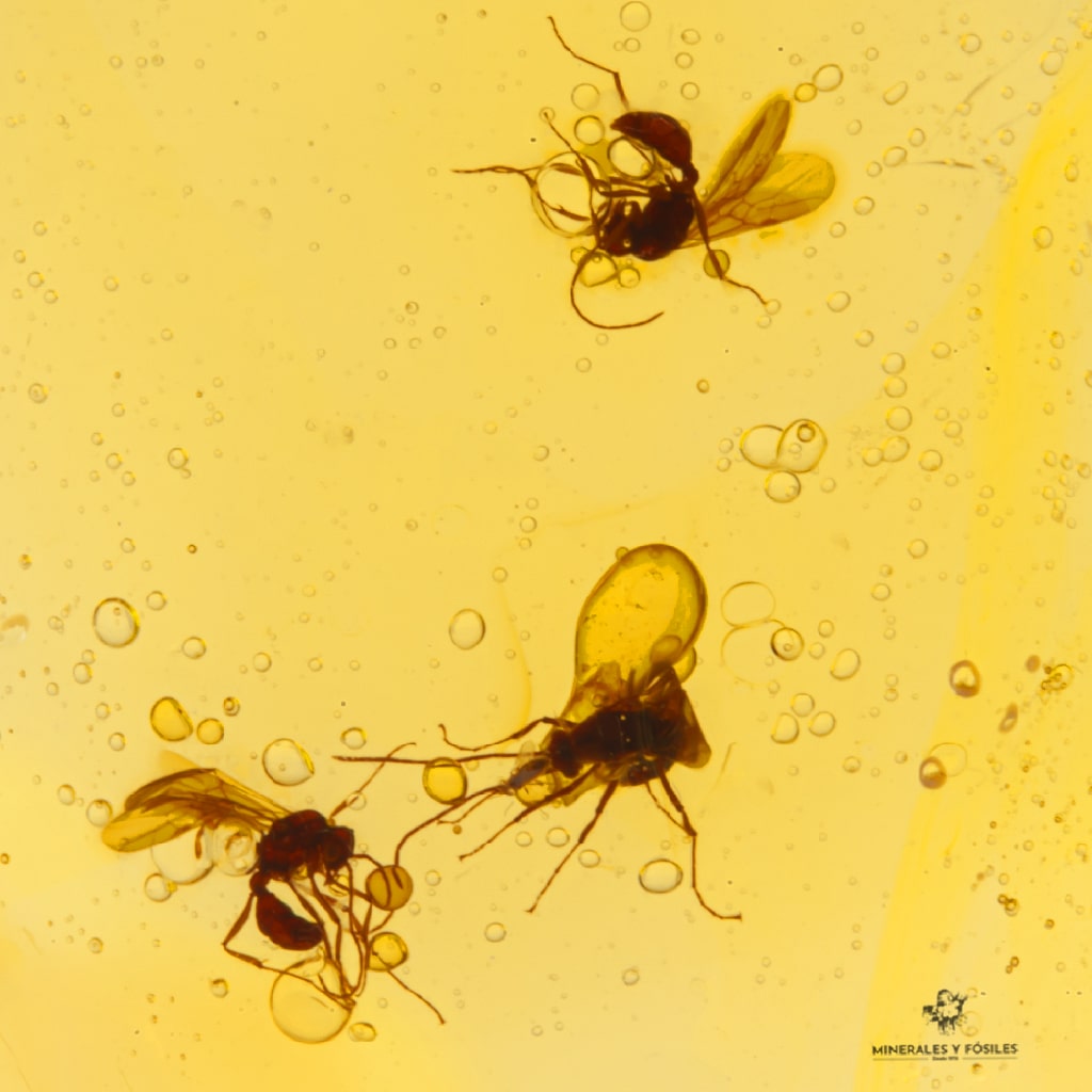 ámbar con abejas