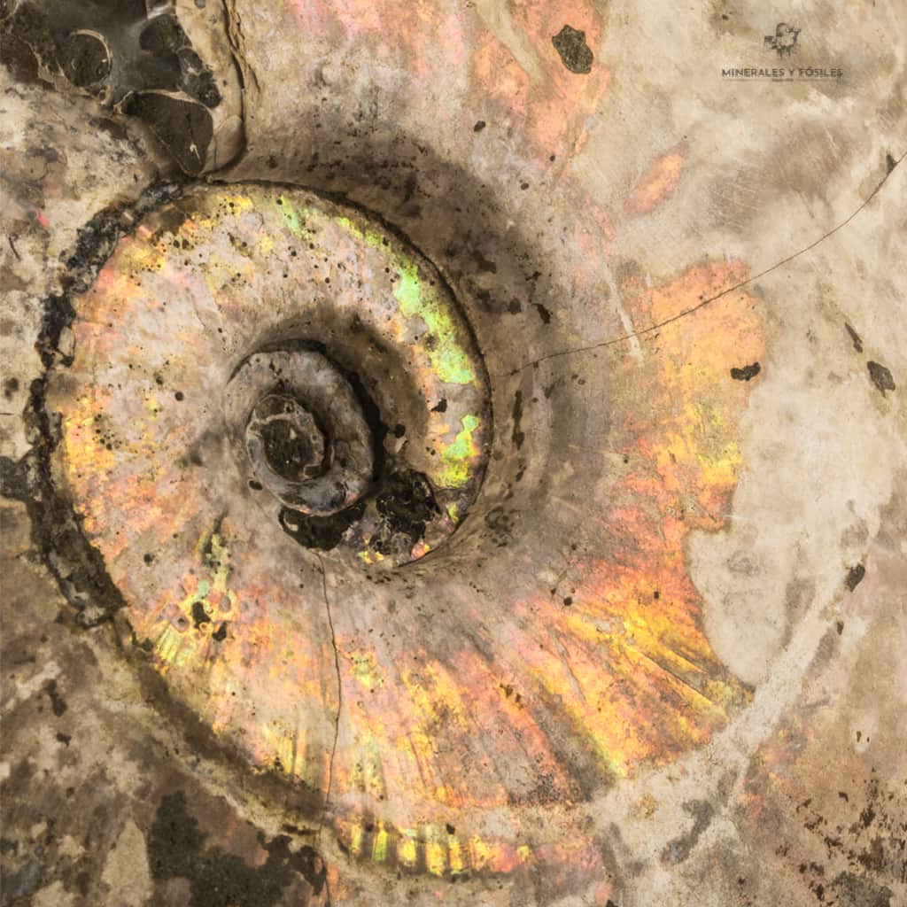 AMMONITES CLEONICERAS IRIDISCENTE