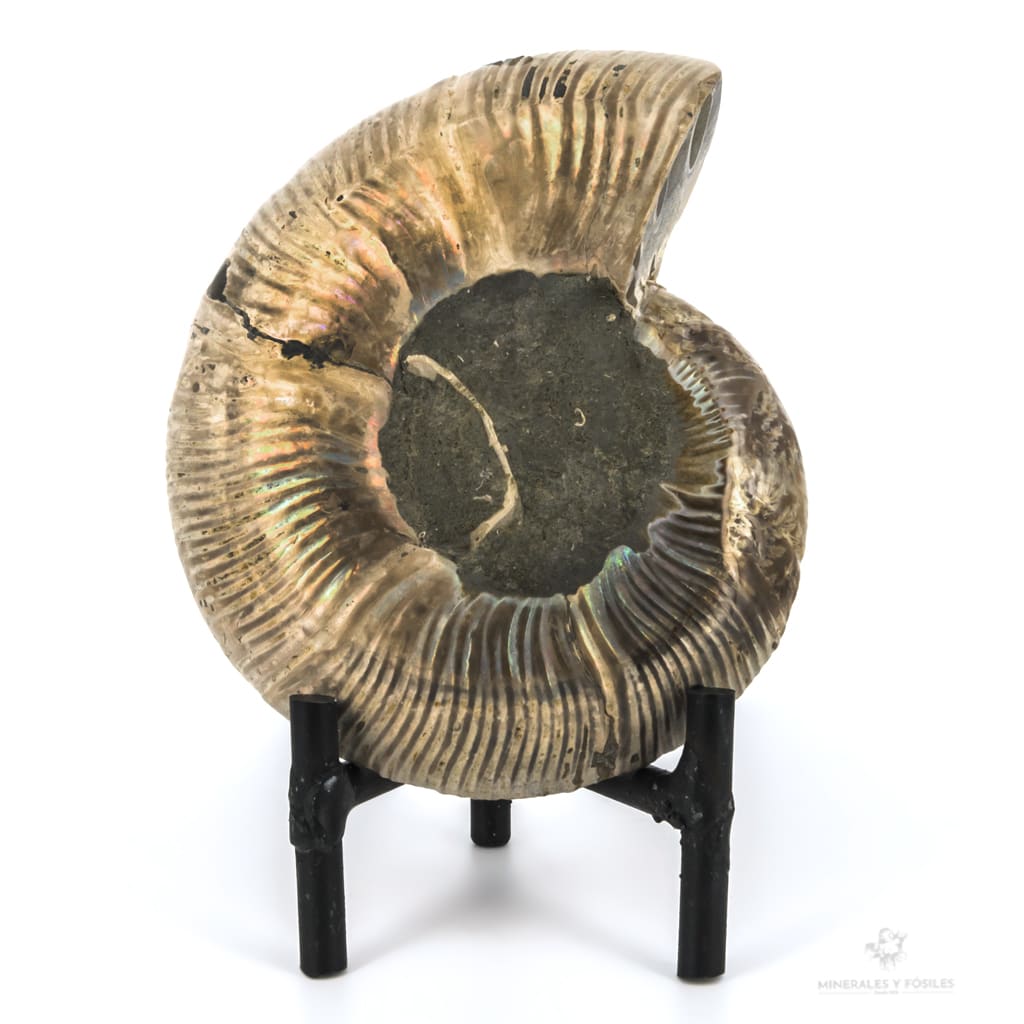 AMMONITES CLEONICERAS BESAIRIEI brillante