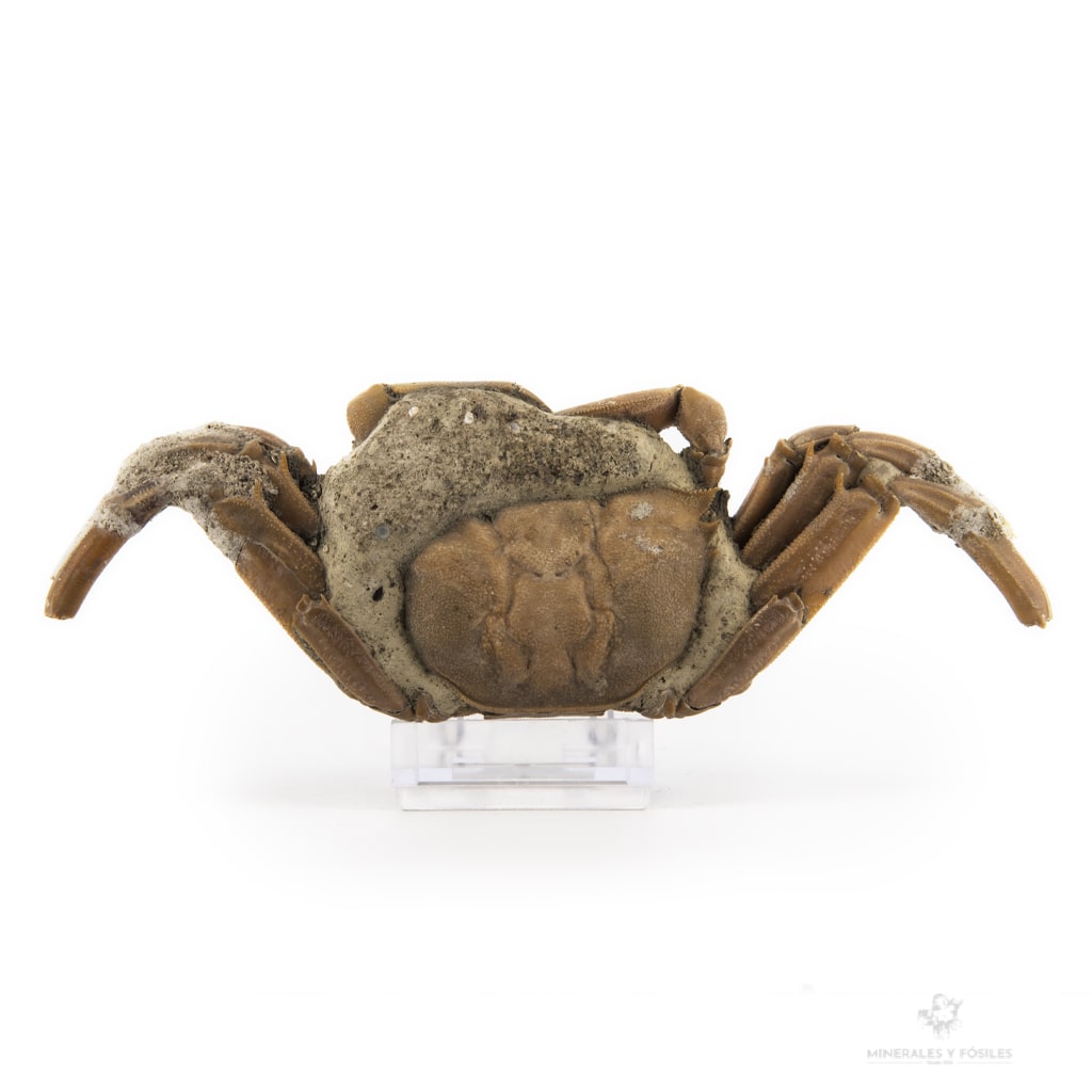 CANGREJO FÓSIL MACROPTHALMUS