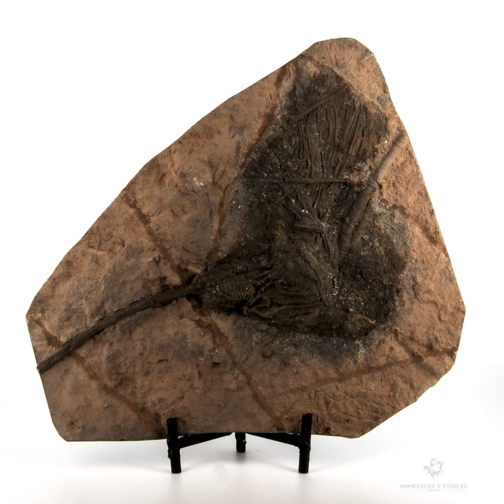 Crinoideo elegans marruecos