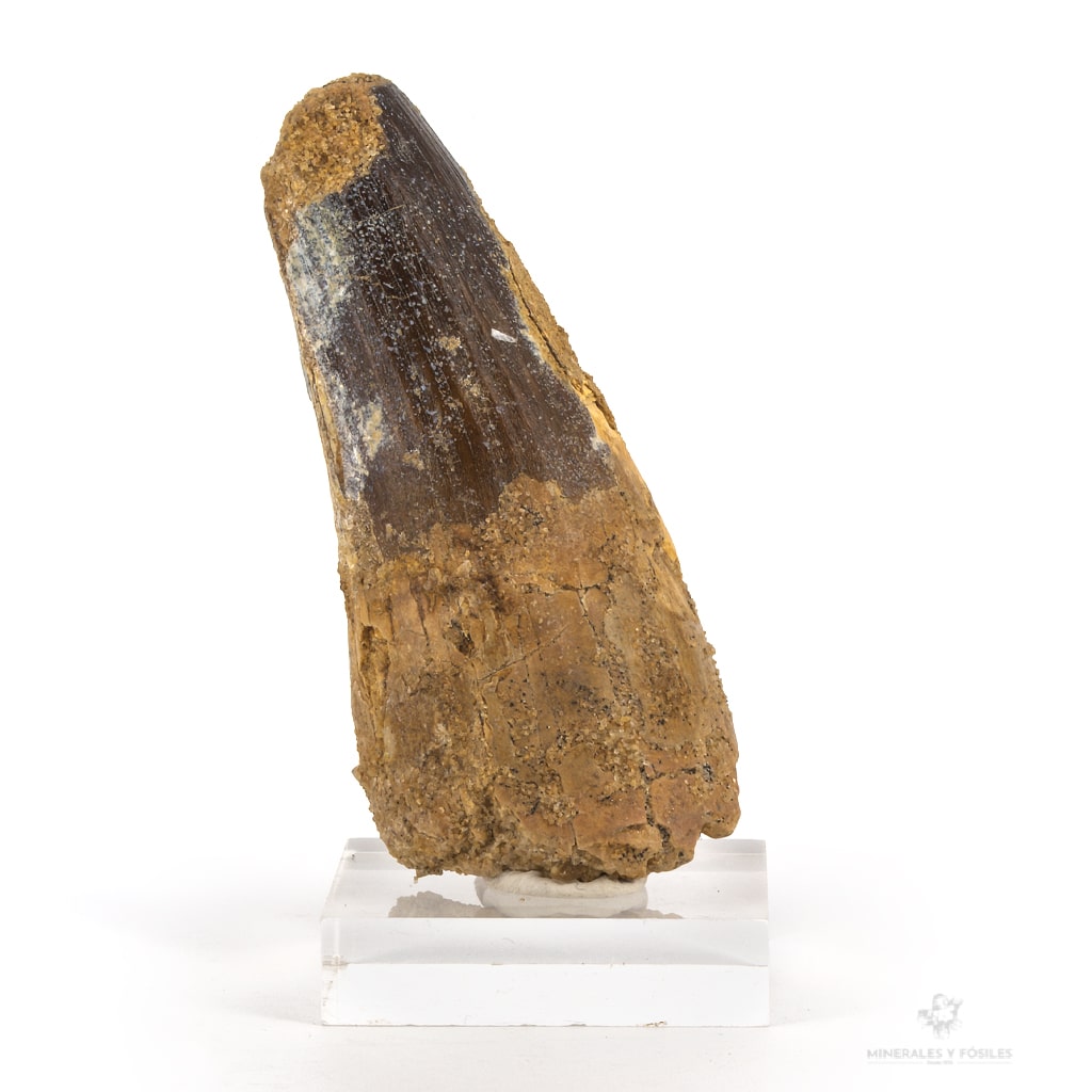 dinosaurio fosil spinosaurio