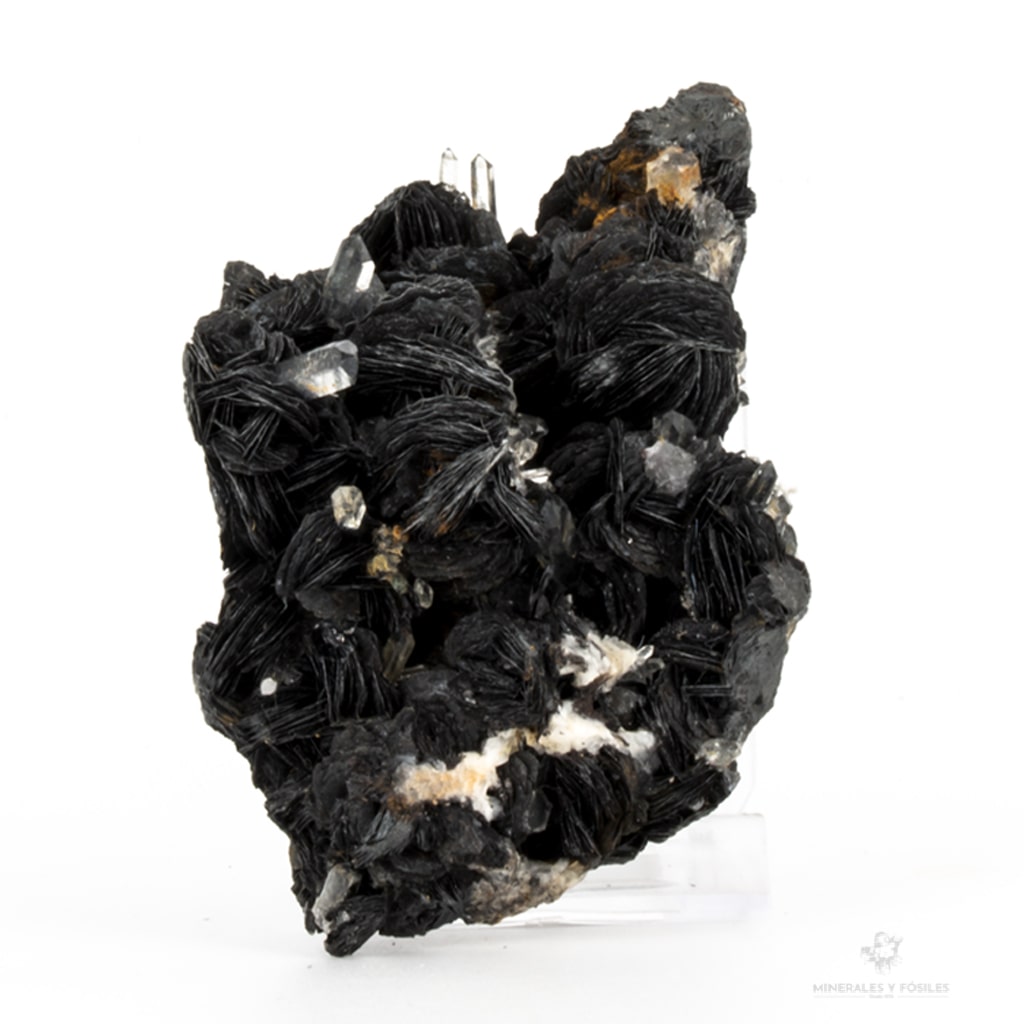 Oligisto especular china