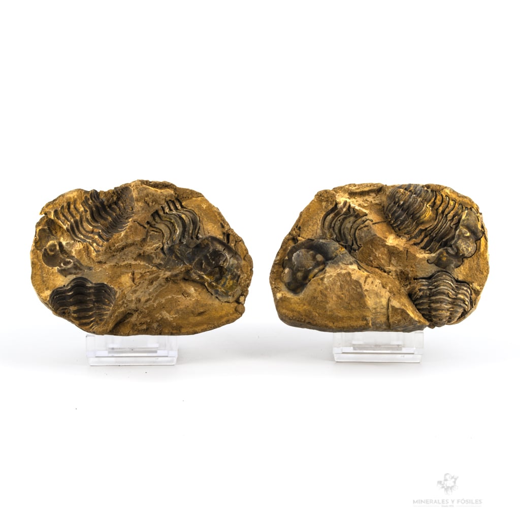 TRILOBITES FLEXICALYMENE EN NÓDULO