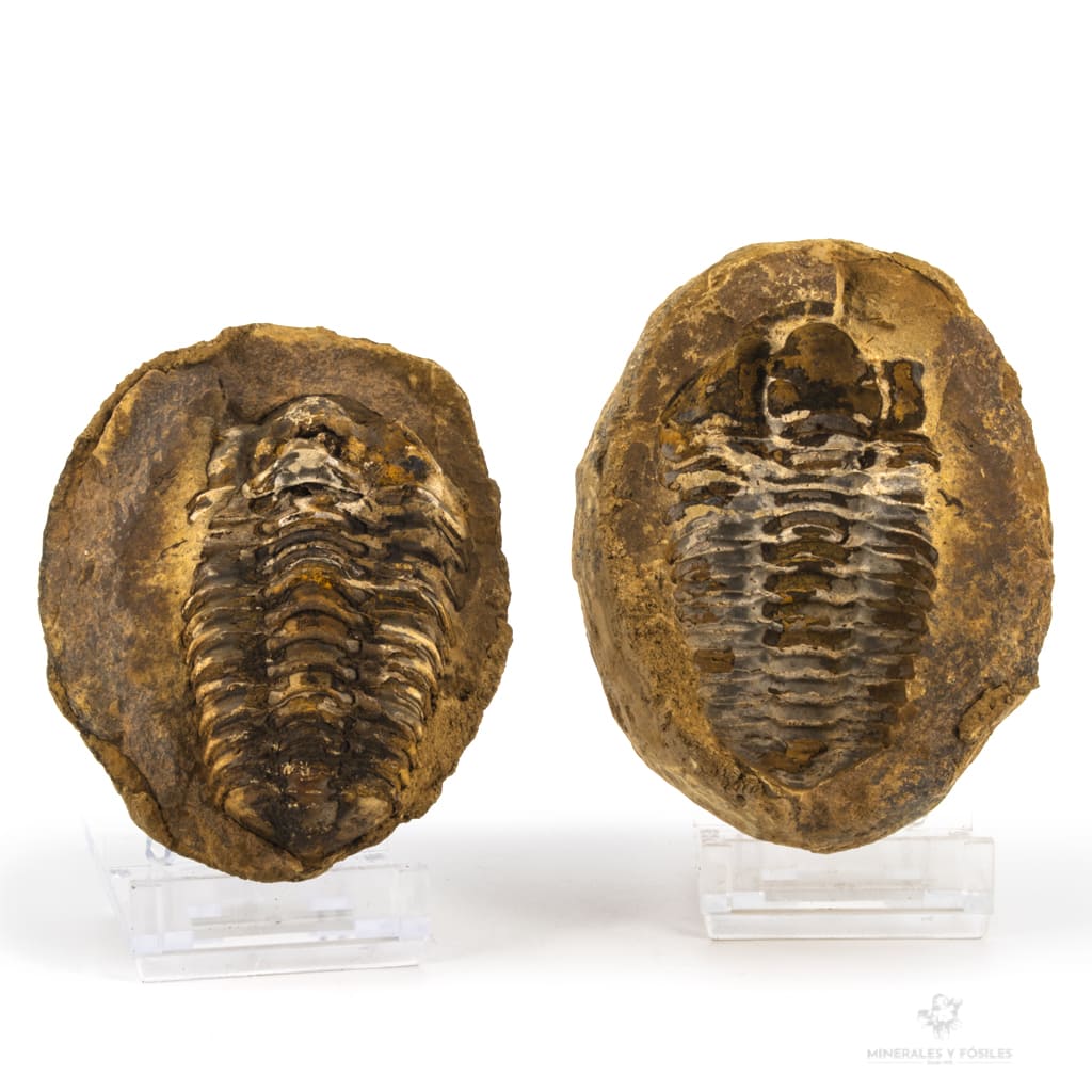 TRILOBITES FLEXICALYMENE EN NÓDULO ALNIF