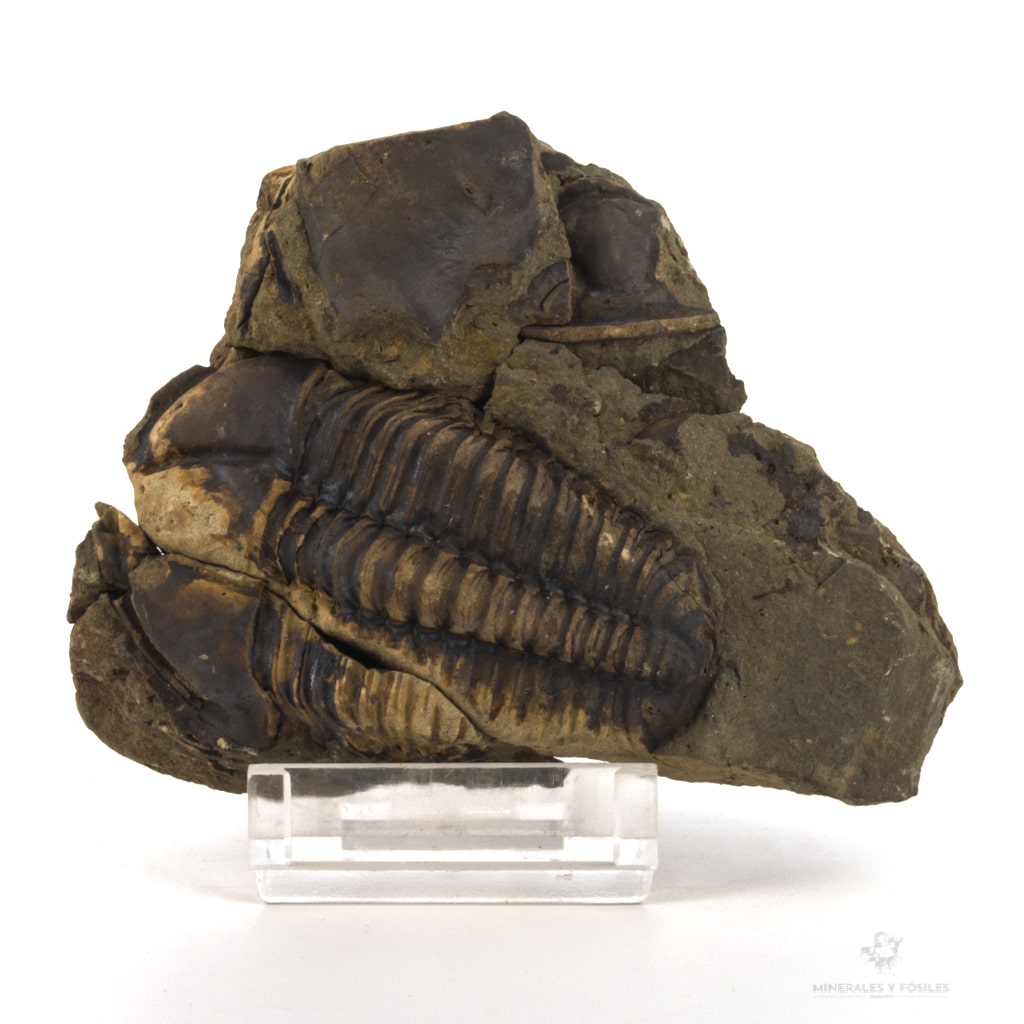 TRILOBITES CONOCORYPHE CIRINA JINCE