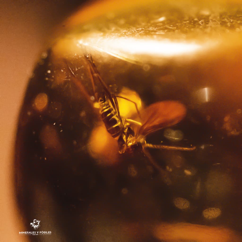 ÁMBAR REDONDO CON ABEJA
