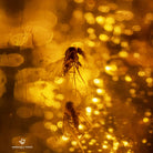 ÁMBAR CON INSECTOS Y ABEJA