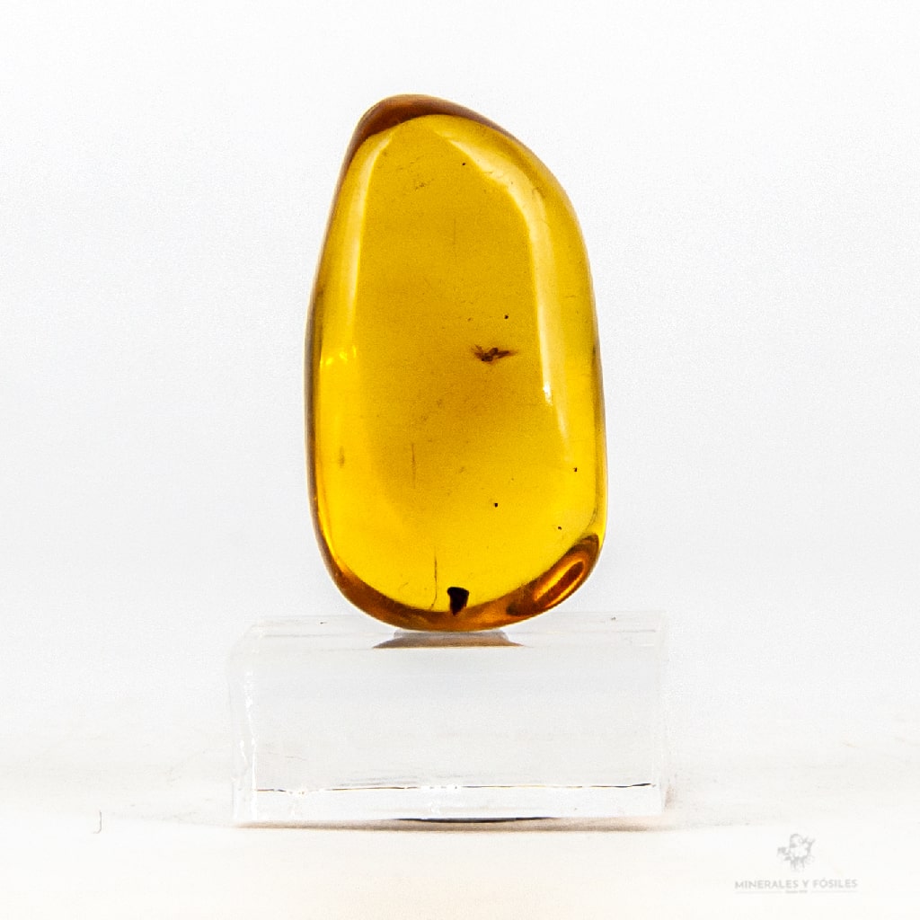 ÁMBAR CON ABEJA