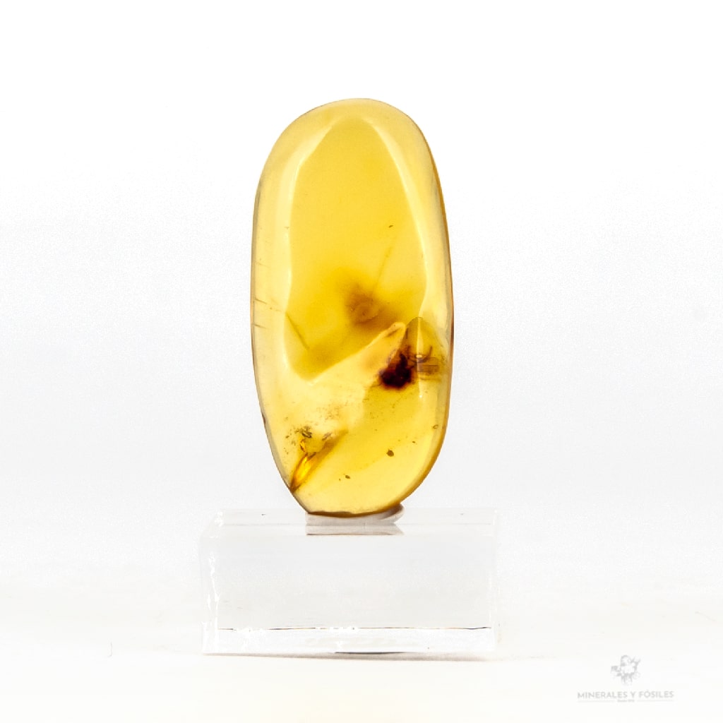 ÁMBAR CON ABEJA
