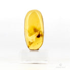 ÁMBAR CON ABEJA