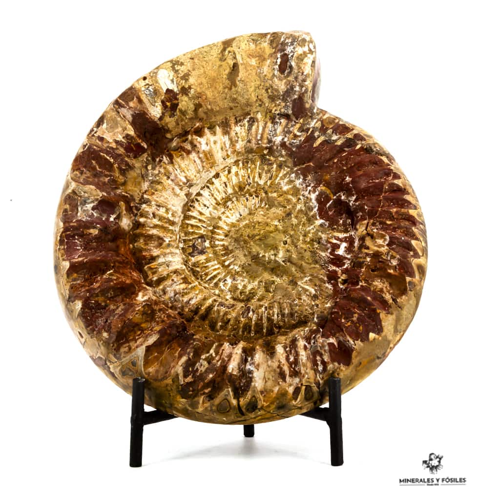 AMMONITES PERISPHINCTES CORTADO BRUTO