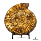 ammonites madagascar