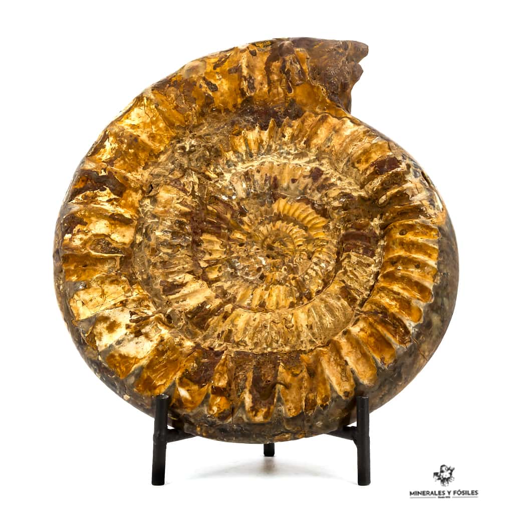 ammonites madagascar