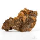 AMMONITES DACTYLIOCERAS