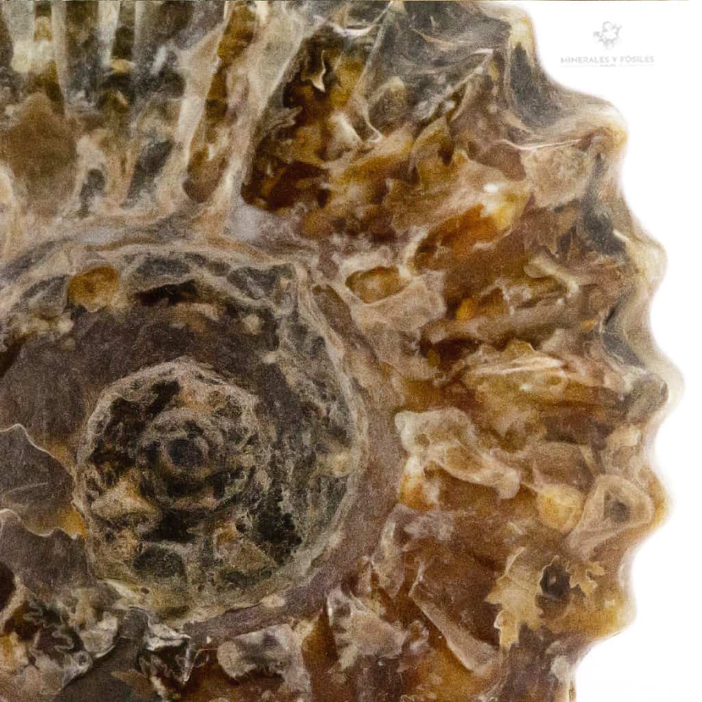 AMMONITES DOUVILLEICERAS MAMILLATUS PULIDO