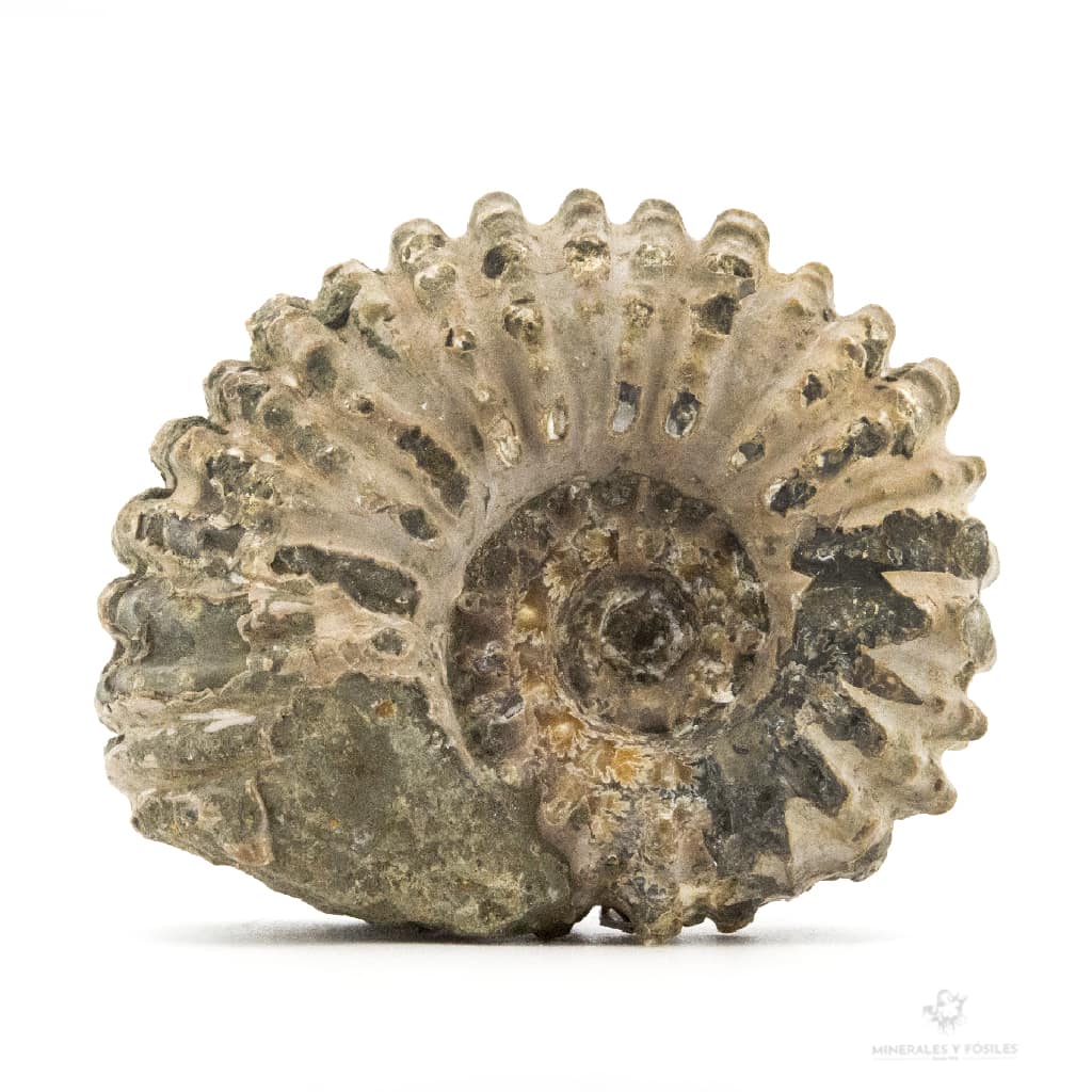 AMMONITES DOUVILLEICERAS MAMILLATUS