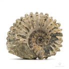 AMMONITES DOUVILLEICERAS MAMILLATUS