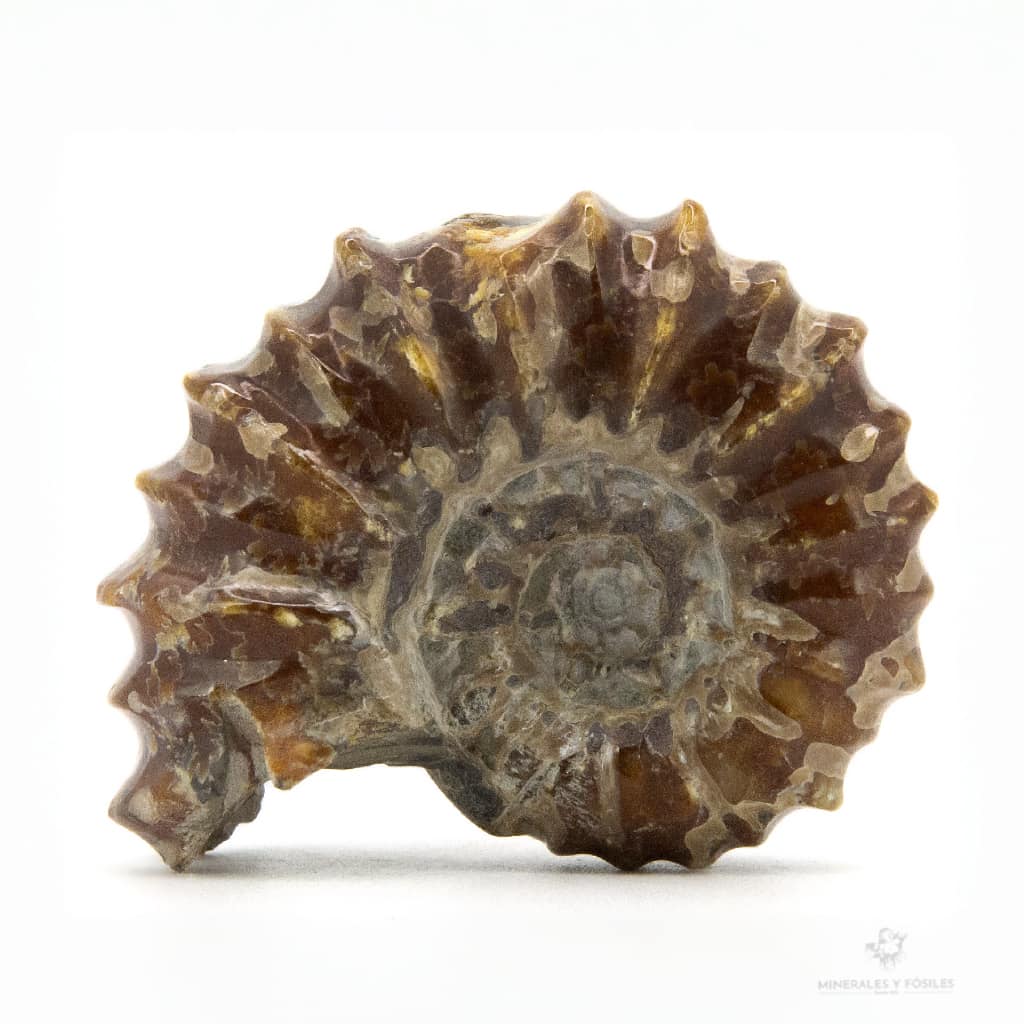 AMMONITES DOUVILLEICERAS MAMILLATUS PULIDO