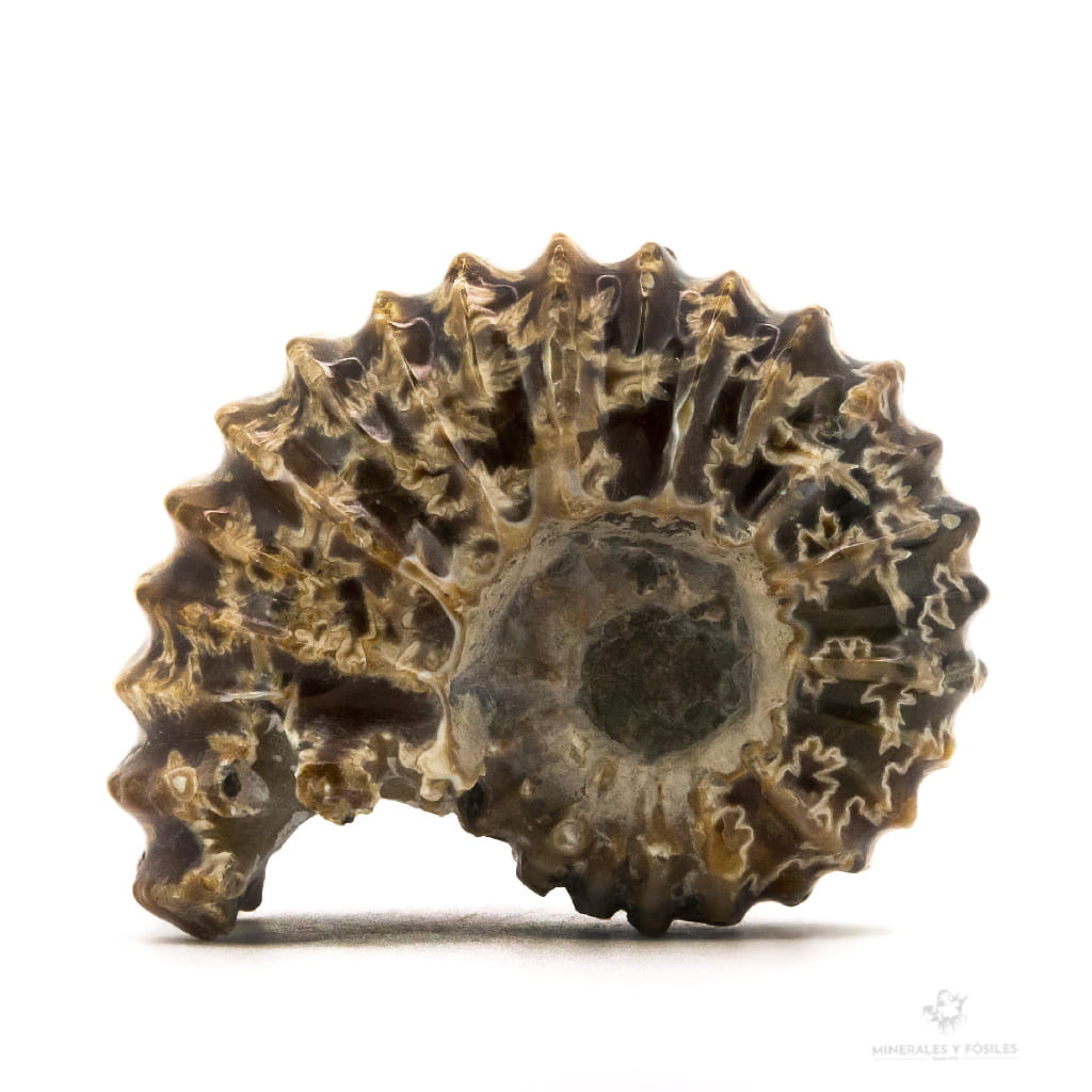 AMMONITES DOUVILLEICERAS MAMILLATUS PULIDO