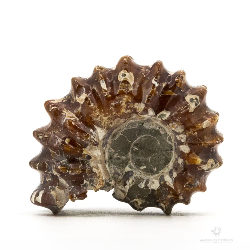 AMMONITES DOUVILLEICERAS MAMILLATUS PULIDO