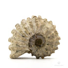AMMONITES DOUVILLEICERAS MAMILLATUS