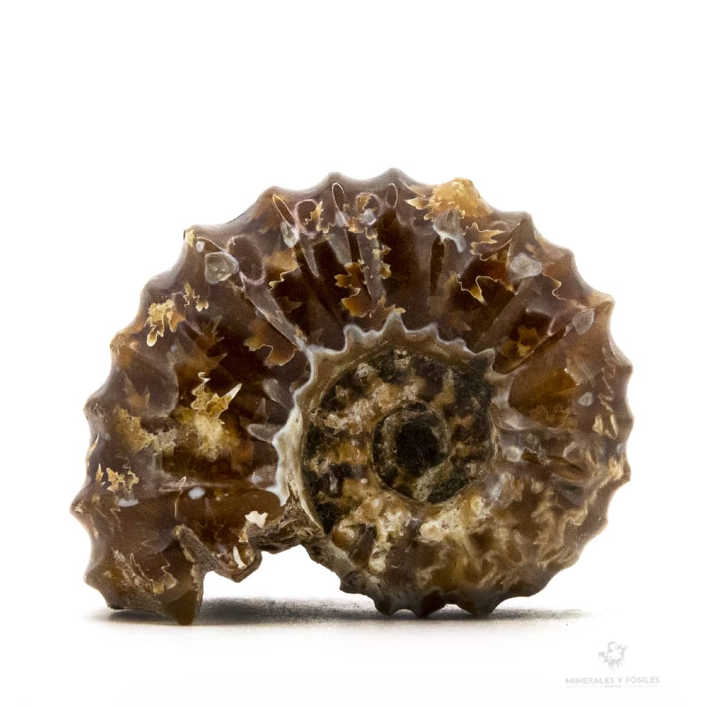 AMMONITES DOUVILLEICERAS MAMILLATUS PULIDO