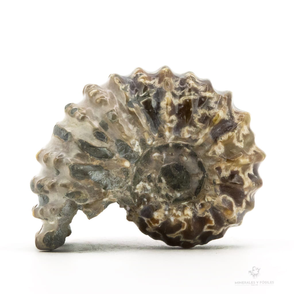 AMMONITES DOUVILLEICERAS MAMILLATUS PULIDO