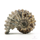 AMMONITES DOUVILLEICERAS MAMILLATUS PULIDO
